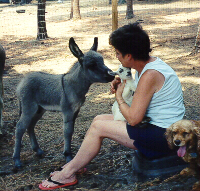 Tennessee Walking Horses, Spotted Saddle Horses, and miniature donkeys.